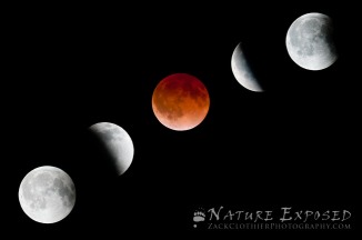 "Lunar Phases" - A composite image showing the different moon phases during the total Lunar Eclipse on the night of April 14-15th.