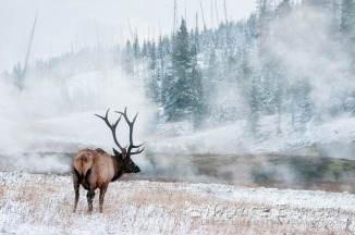 Bull Elk and thermals (South of Indian Creek)