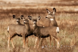 Mule Deer doe and her three fawns (Old Yellowstone Trail)