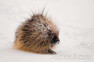 Porcupine in the snow (Near Canyon)
