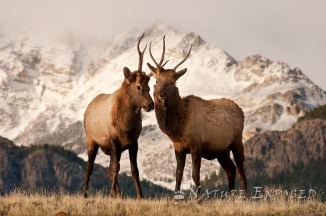 Two young bull Elk sparring, with Electric Peak in the background (Old Yellowstone Trail)