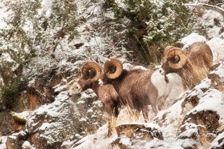 A trio of big rams in the  high country