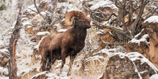 A Bighorn ram in the Gallatin National Forest