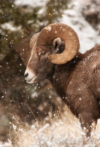Snow falling on a Bighorn Ram