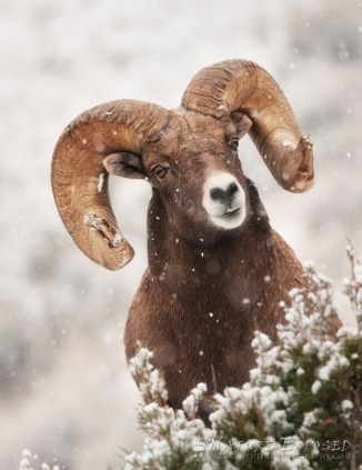 A large ram pokes its head up from behind a small tree in the Gallatin National Forest