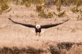 A Bald Eagle takes off with the remaining bits of a Magpie (Hayden Valley)