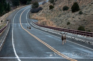 Rush hour traffic in Yellowstone
